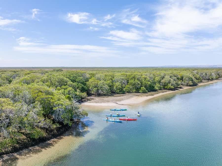 Adelaide: Dolphin Sanctuary Mangroves Kayak Tour - How the 90 minutes actually feel on the water