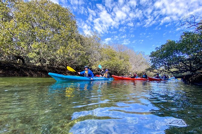 Adelaide Dolphin Sanctuary Mangroves Kayaking Tour - What’s Included, and What You Need to Bring