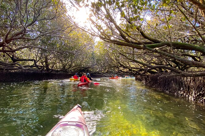 Adelaide Dolphin Sanctuary Mangroves Kayaking Tour - From Adventure Kayaking SA to the Water: What the Start Looks Like