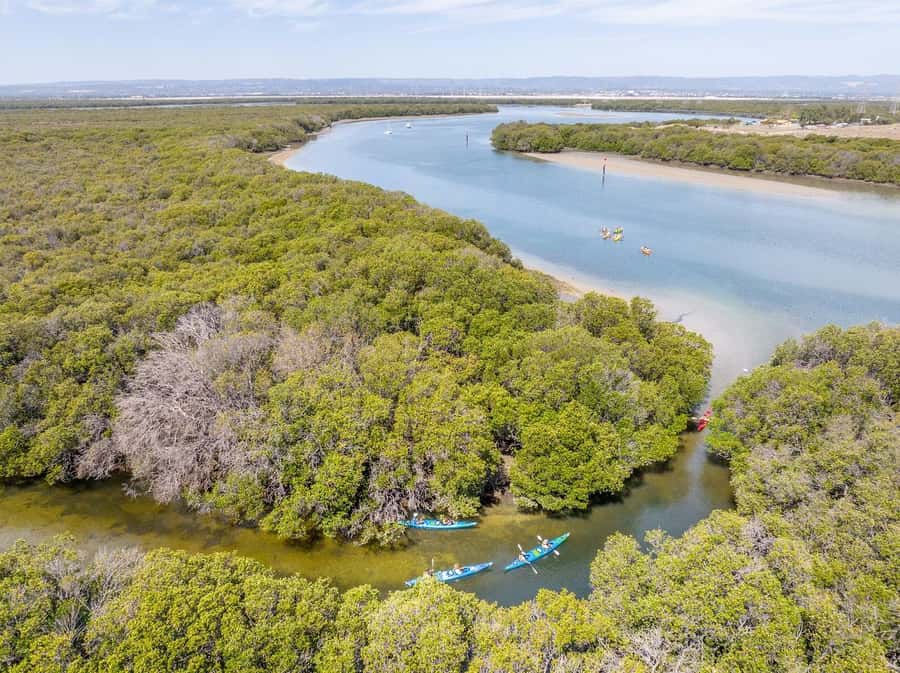Adelaide: Dolphin Sanctuary Single or Double Kayak Rental - Key Highlights You’ll Actually Notice
