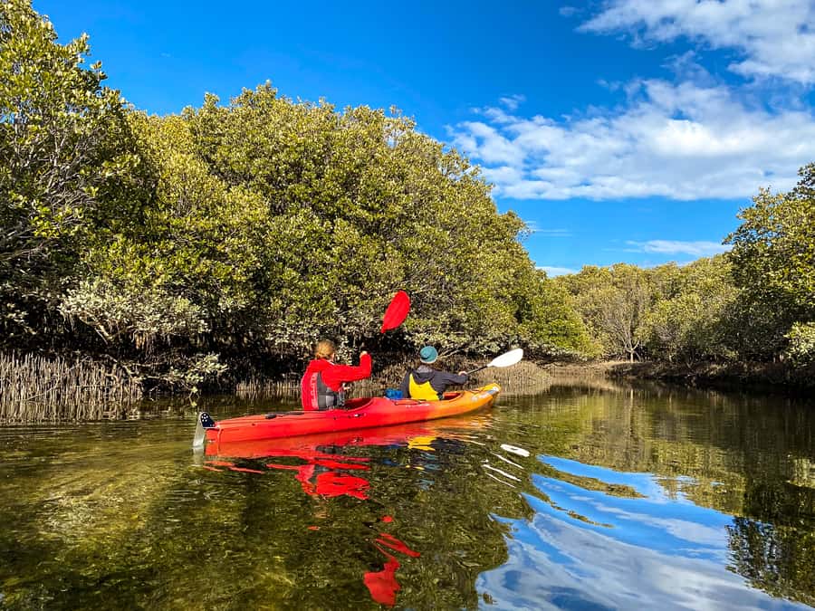 Adelaide: Dolphin Sanctuary Single or Double Kayak Rental - Should You Book This Kayak Rental for Dolphin Sanctuary Day?