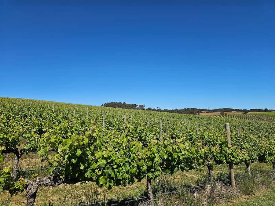 Adelaide: Hahndorf & Hills Wine and/or Gin Tour - A Chocolate-And-Wine Day in the Adelaide Hills
