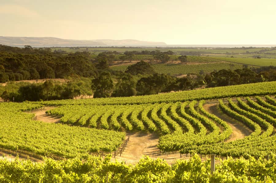 Adelaide: Half-day McLaren Vale & Glenelg Wine Tasting Tour - Glenelg Beach Break: Short Stroll, Big Views, and Easy Dinner Plans