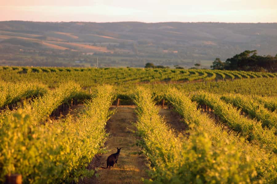 Adelaide: Highlights, Hahndorf & McLaren Vale Wine Tasting - Price and value: what $95 really buys you