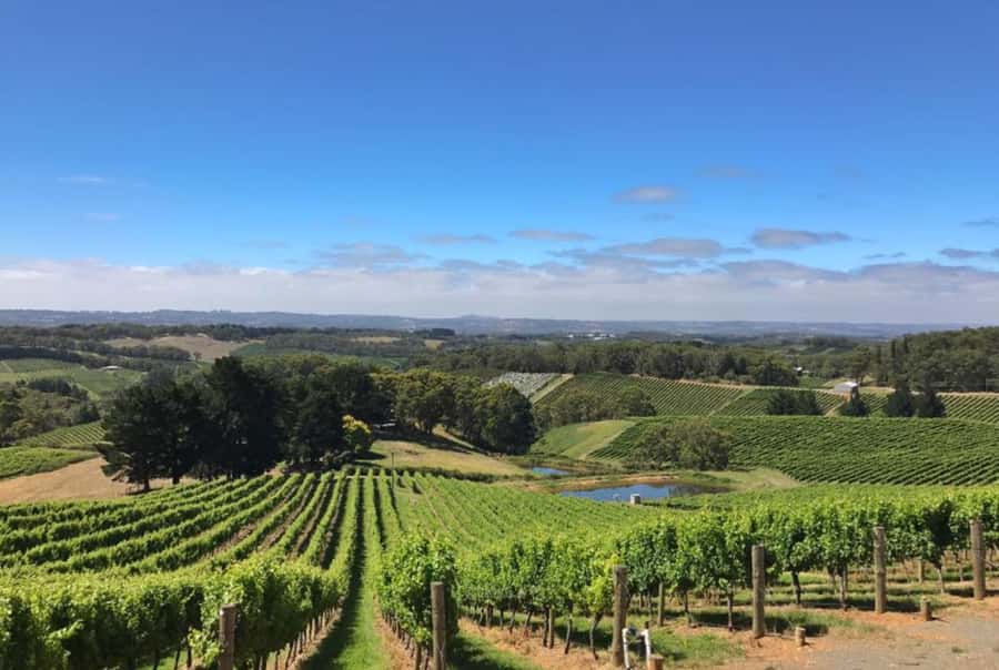 Adelaide Hills Divine Wine Tour - Why the Adelaide Hills Divine Wine Tour is a smart 8-hour plan