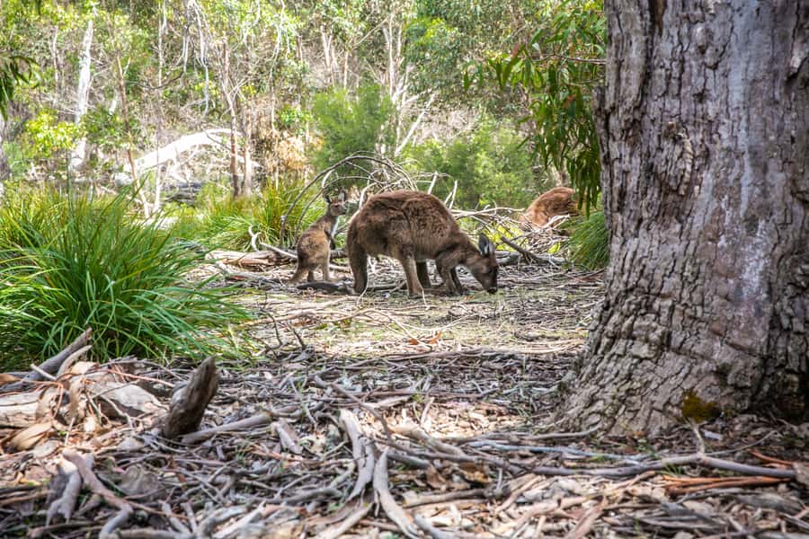 Adelaide: Kangaroo Island 2-Day Epic Wildlife Adventure - Stokes Bay, Parndana, and the BBQ Night You’ll Actually Remember