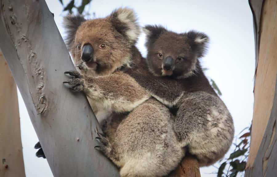 Adelaide: Kangaroo Island 2-Day Epic Wildlife Adventure - Price and Practical Value: Is $538 Worth It?