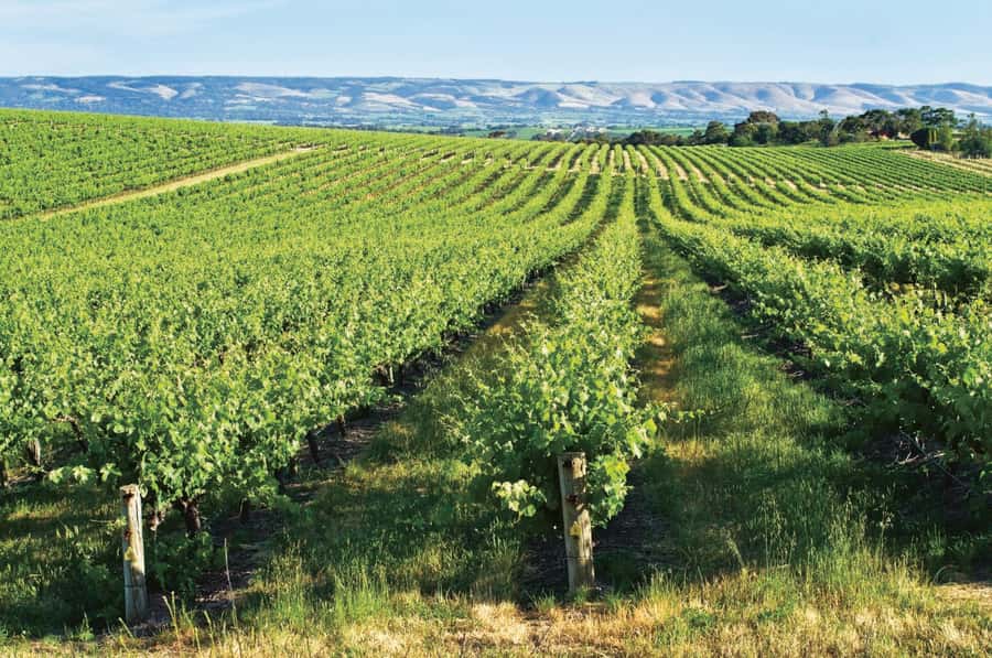 Adelaide: McLaren Vale & The Cube Day Trip - The real value of $159: what you’re paying for (and what you might want more of)