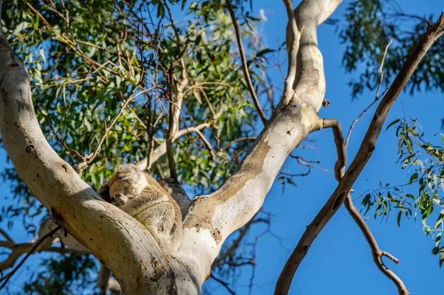 Adelaide: Morialta Wilderness and Wildlife Hike - Morialta at Sunrise: A Morning Walk That Teaches You How to Look