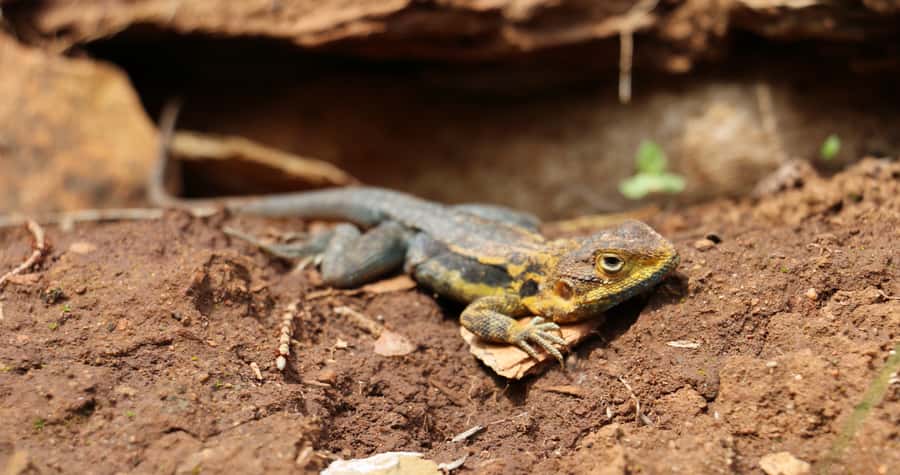 Adelaide: Morialta Wilderness and Wildlife Hike - Morning Tea and the Rhythm of the Group Walk