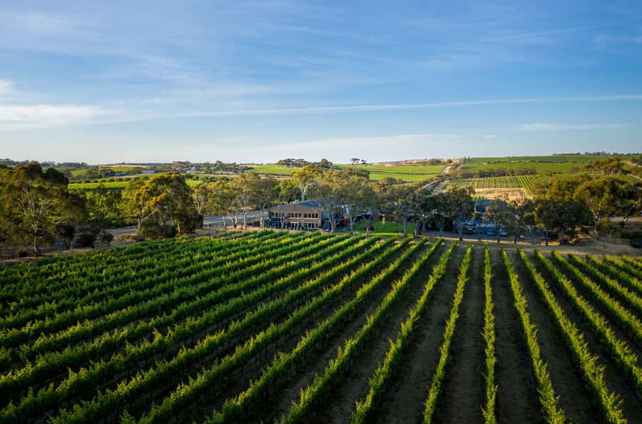 Adelaide: Premium McLaren Vale Wine and Brew Minibus Tour - Price and value: $191 for a 7-hour wine-and-beer day