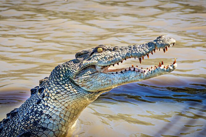 Adelaide River Cruises - Jumping Crocodile Experience - Shaded boat comfort and safety rules that keep things truly controlled