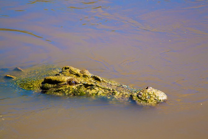 Adelaide River Jumping Croc Cruise - Entering the Croc Zone: What This Cruise Actually Feels Like