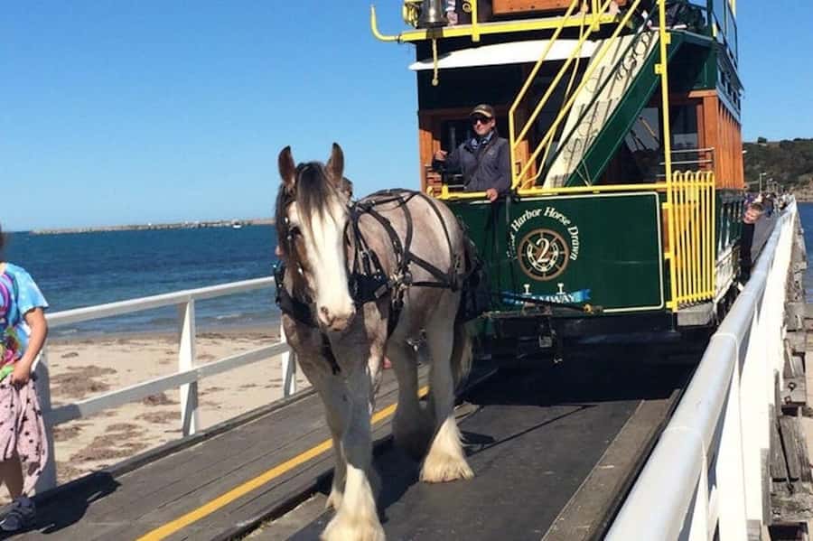 Adelaide: South Australia Guided Full-Day Highlights Tour - Pickup in Adelaide or Glenelg: Your Day Starts with a Clock Check