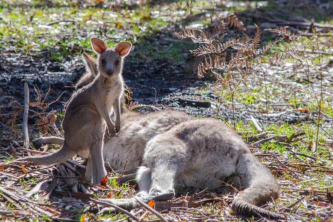 Adelaide to Melbourne 3-Day Trip Grampians and Great Ocean Road - Price and value: is $498.48 a good deal?