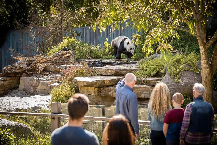 Adelaide Zoo: General Admission Tickets - A CBD Zoo Day With Real Timing (and a Very Walkable Layout)