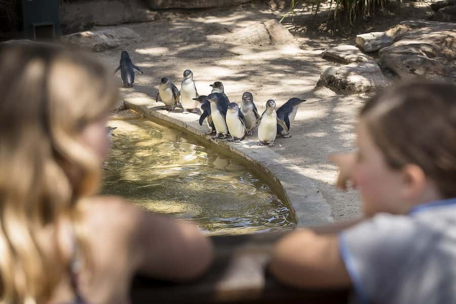 Adelaide Zoo: General Admission Tickets - Giant Pandas: How to Plan Your Morning for the Best View