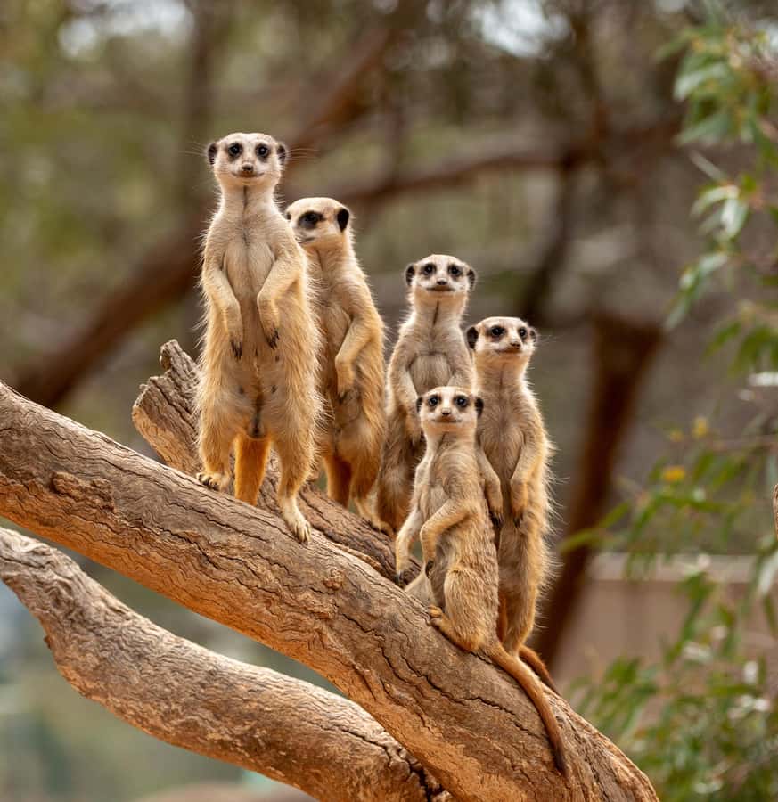 Adelaide Zoo: General Admission Tickets - Variety Natures Playground and Onsite Cafes: Build Breaks Into the Day