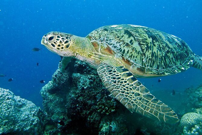 Adventure Rafting - Mooloolaba Turtle Tour - Coastline highlights from the water: Mooloolaba Beach and Point Cartwright