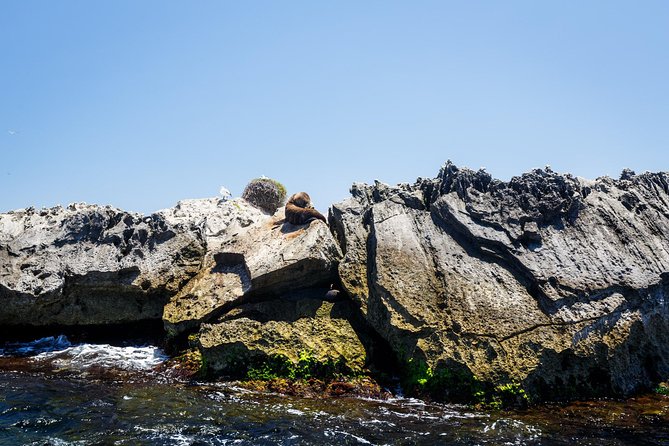 Adventure Rottnest Tour with Ferry & Adventure Cruise - How the Full Day Adds Up (Approx. 8 Hours)