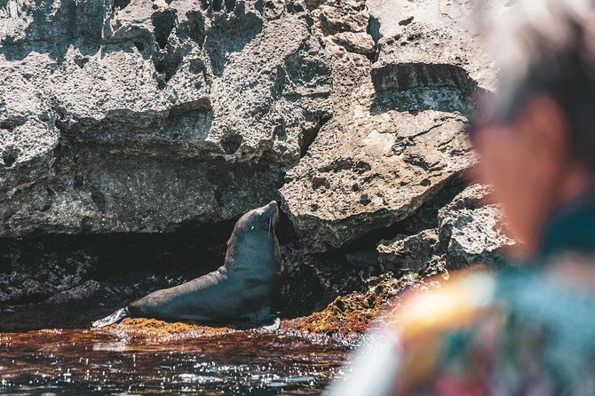 Adventure Rottnest Tour with Ferry & Adventure Cruise - The High-Speed Wildlife Cruise: What 90 Minutes Buys You