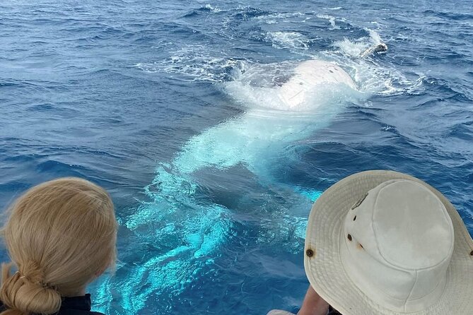 Adventure Whale Watching Tour Mooloolaba - Key highlights I’d circle on your itinerary