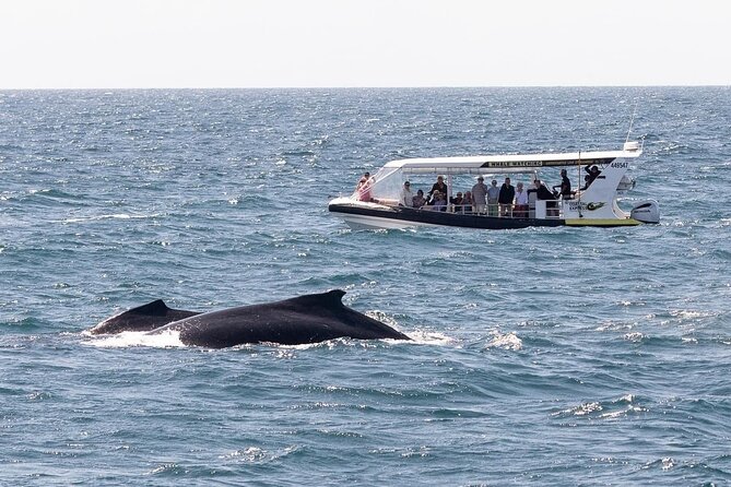 Adventure Whale Watching Tour Mooloolaba - Why Mooloolaba is such a good place to look up