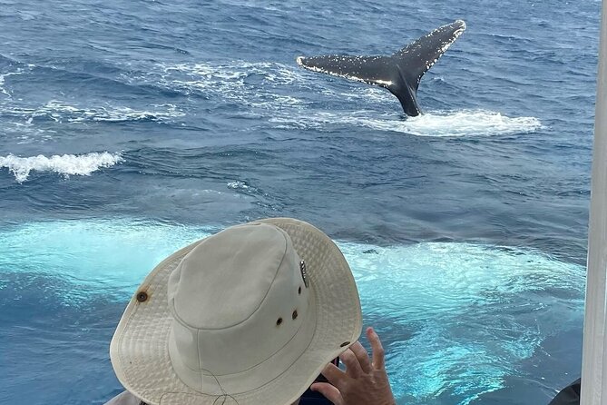 Adventure Whale Watching Tour Mooloolaba - Your whale-watching timeline: what the 90 minutes on water feels like