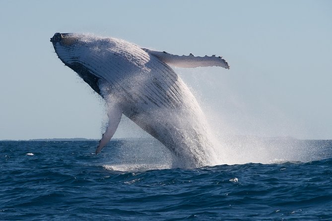 Adventure Whale Watching Tour Mooloolaba - The whale odds reality check (and how to handle it)