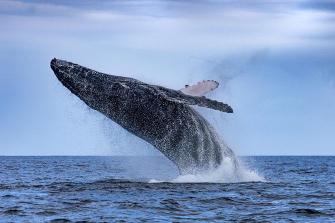Adventure Whale Watching Tour Mooloolaba - The small fast boat setup (and why it matters)