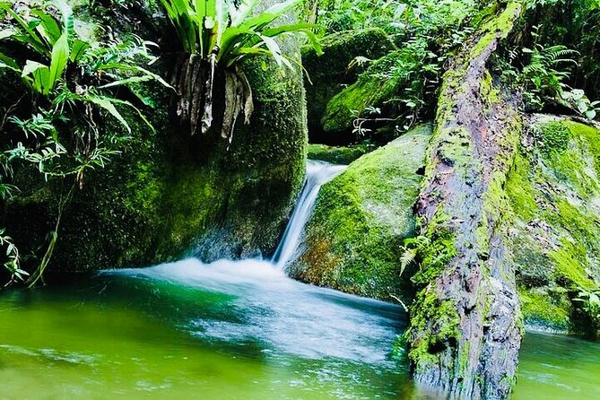 Affordable Return Mossman Gorge from Port Douglas Transfers - Why This Shuttle Works So Well Between Port Douglas and Mossman Gorge