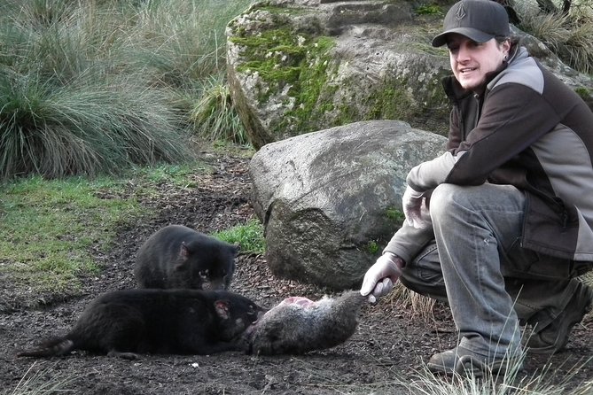 After Dark Tasmanian Devil Feeding Tour at Cradle Mountain - After Dark at Devils@Cradle: The tour rhythm that makes it work