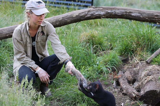 After Dark Tasmanian Devil Feeding Tour at Cradle Mountain - The guided walk inside the sanctuary: small route, big pay-off