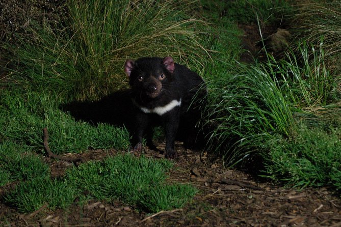 After Dark Tasmanian Devil Feeding Tour at Cradle Mountain - What you’ll see: Tasmanian Devils plus quolls up close
