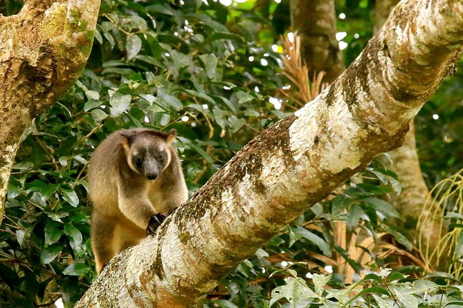 Afternoon Daintree Tour with River Cruise from Port Douglas - The Stream Swim: When Weather Turns It into the Best Part