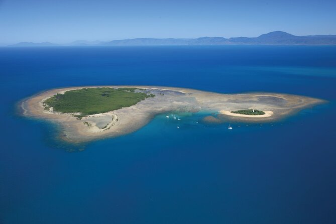 Afternoon Low Isles Snorkelling & Sunset Sail from Port Douglas - Guided Reef Time: What You’re Likely to See on Low Isles