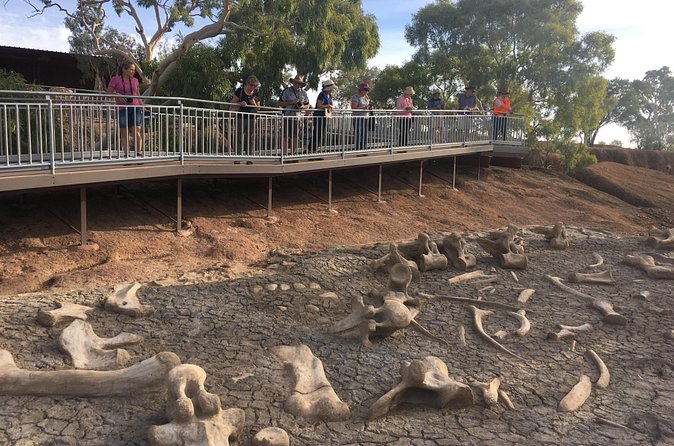 Age of Dinosaurs Museum Half Day Guided Transfer from Winton - What You’ll Learn: Titanosaurs, Pterodactyls, and Australia’s Dinosaur Story
