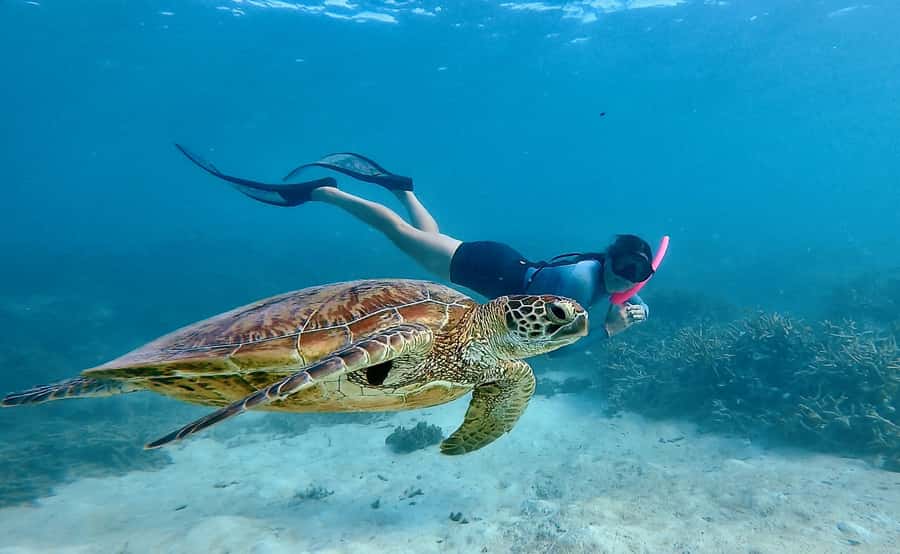 Agnes/1770: Southern Great Barrier Reef Snorkelling Day Trip - First snorkelling session: ledges, gardens, and the stuff fish live on