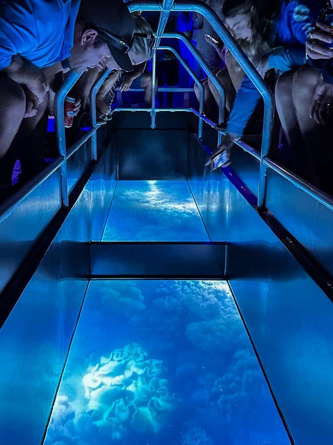 Airlie Beach: Glass-Bottom Boat Night Tour - Shute Harbour check-in: 6:45 PM is part of the experience