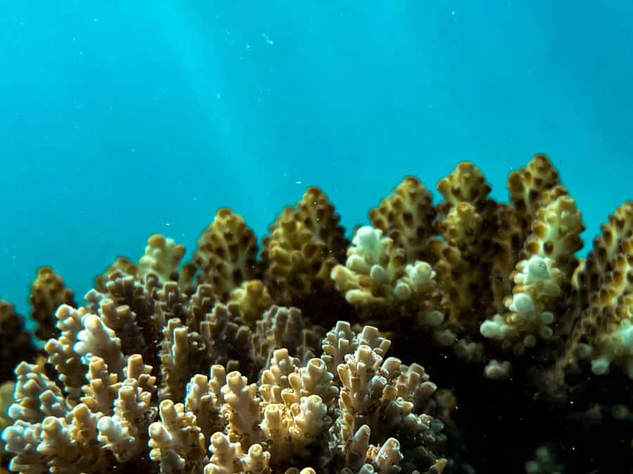 Airlie Beach: Glass-Bottom Boat Tour - Who should book this tour (and who might want a different reef plan)