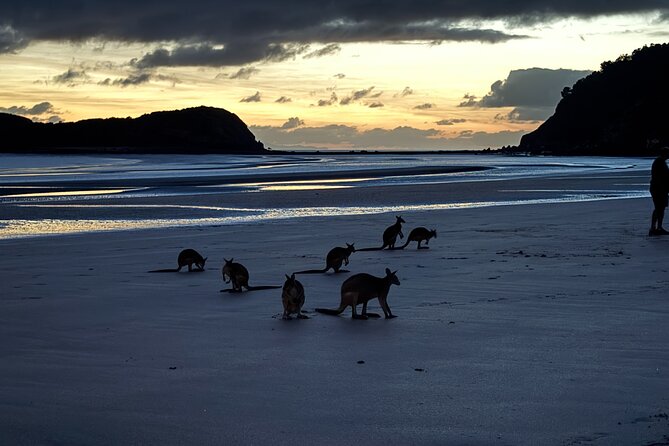 Airlie Beach: Kangaroos on the beach at dawn. - Key highlights you’ll actually care about