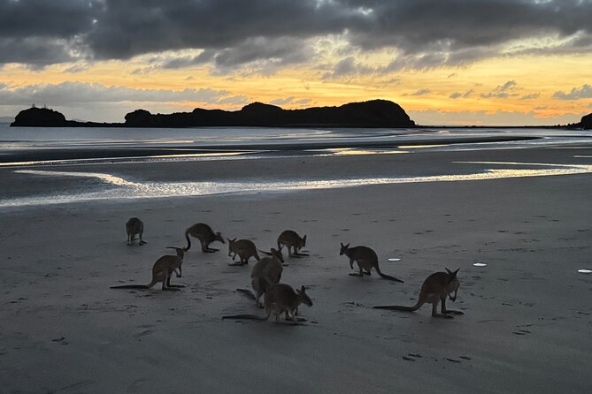 Airlie Beach: Kangaroos on the beach at dawn. - The 2:45 am pickup and 3:00 am departure: what to expect