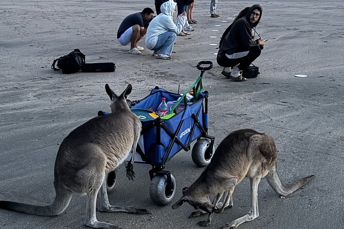 Airlie Beach: Kangaroos on the beach at dawn. - Breakfast and coffee: Drovers fuel without turning it into a theme park