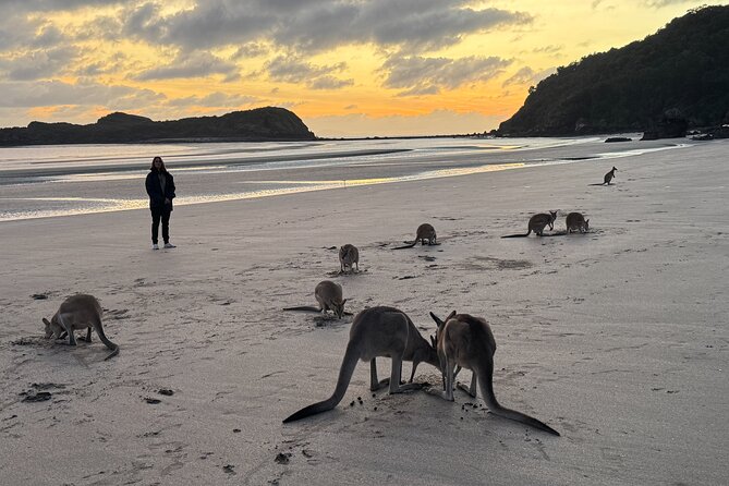 Airlie Beach: Kangaroos on the beach at dawn. - Timing and pacing: why the whole 6 hours works