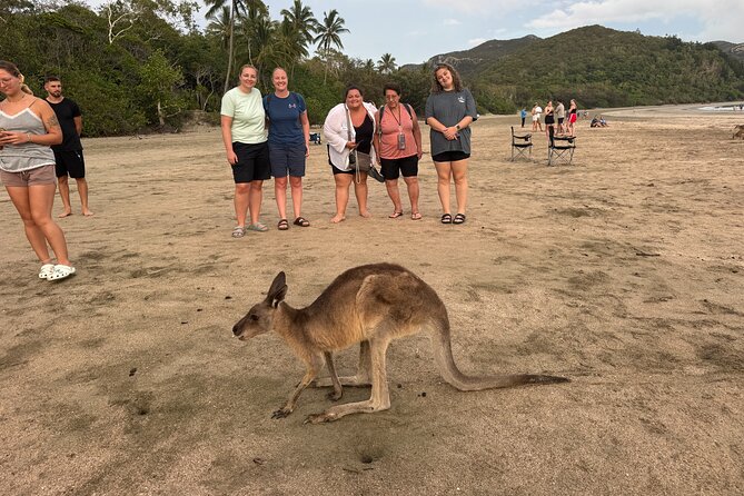 Airlie Beach: Kangaroos on the beach at dawn. - Photo tips for wild kangaroos on the beach (without stressing the animals)