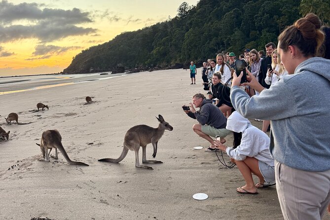Airlie Beach: Kangaroos on the beach at dawn. - Wildlife viewing at Cape Hillsborough National Park: the main act