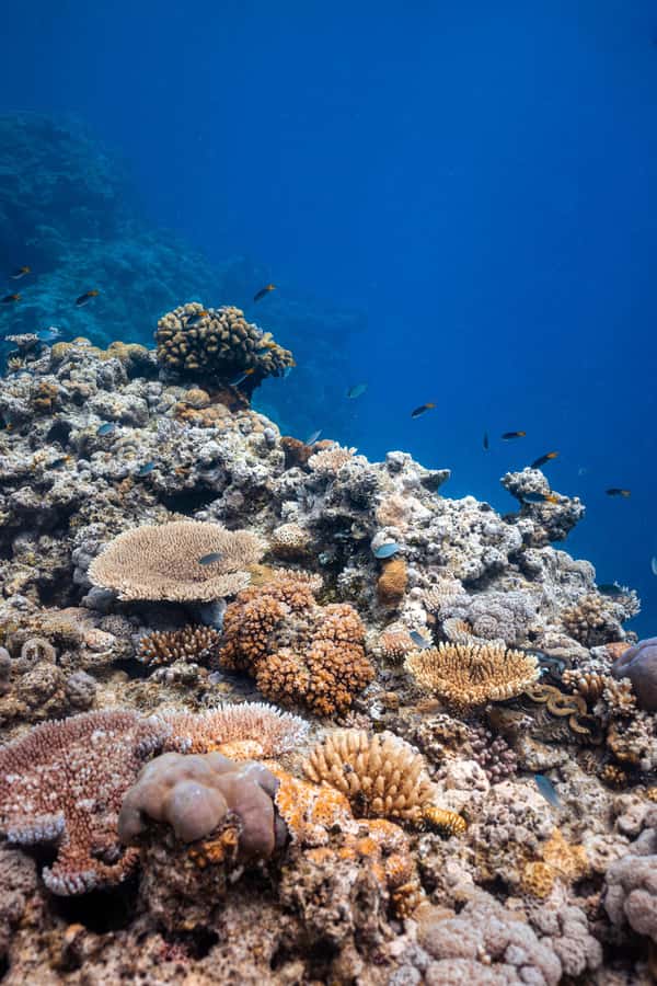 Airlie Beach: Outer Great Barrier Reef Snorkeling Day Trip - What You’ll See Underwater: Corals, Fish, Turtles, Rays, and Whales
