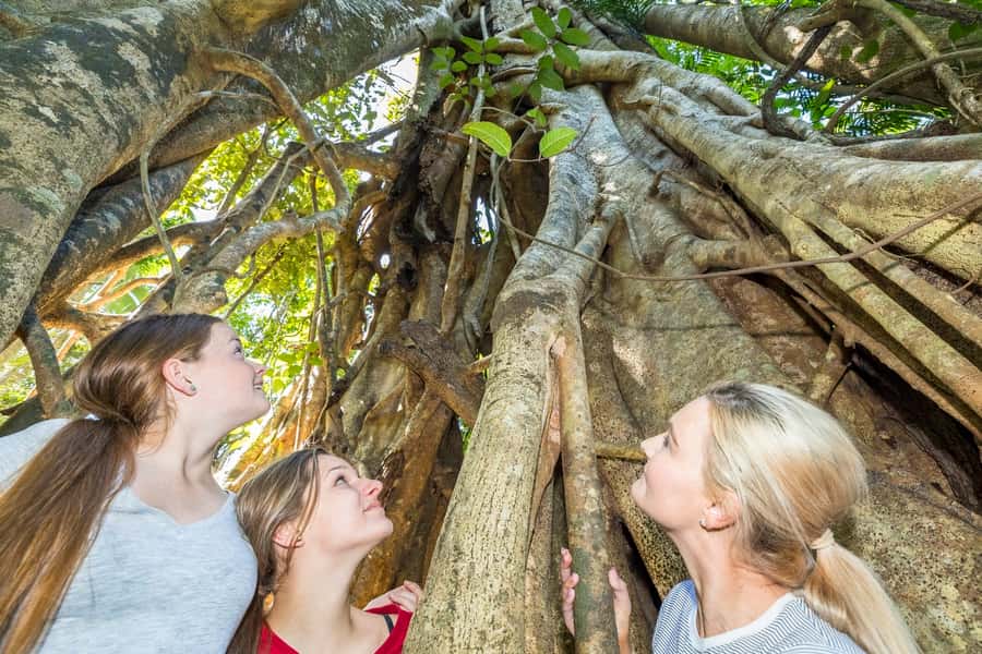 Airlie Beach: Segway Rainforest Discovery Tour - Riding a 9.4 km rainforest loop: why the distance feels right
