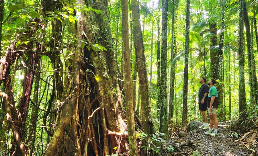 Airlie Beach: Waterfall & Rainforest Bushwalk Eco Adventure - The 4-Hour Flow: From Pickup to Falls