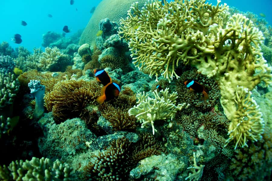 Airlie Beach: Whitsunday Islands Sailing, SUP & Snorkel Tour - Snorkel and SUP gear: included, but comfort depends on you